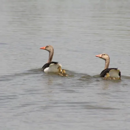 Grosszuegiges Am Krakower Inkl Boot Und Badesteg *